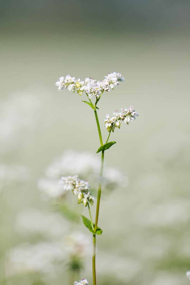一際目立つ蕎麦の花の写真