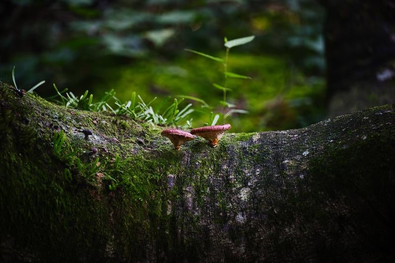 小さなきのこが寄り添うように並ぶ古木の幹の写真