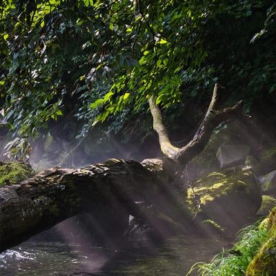 朝露と静寂の森の渓流の素材