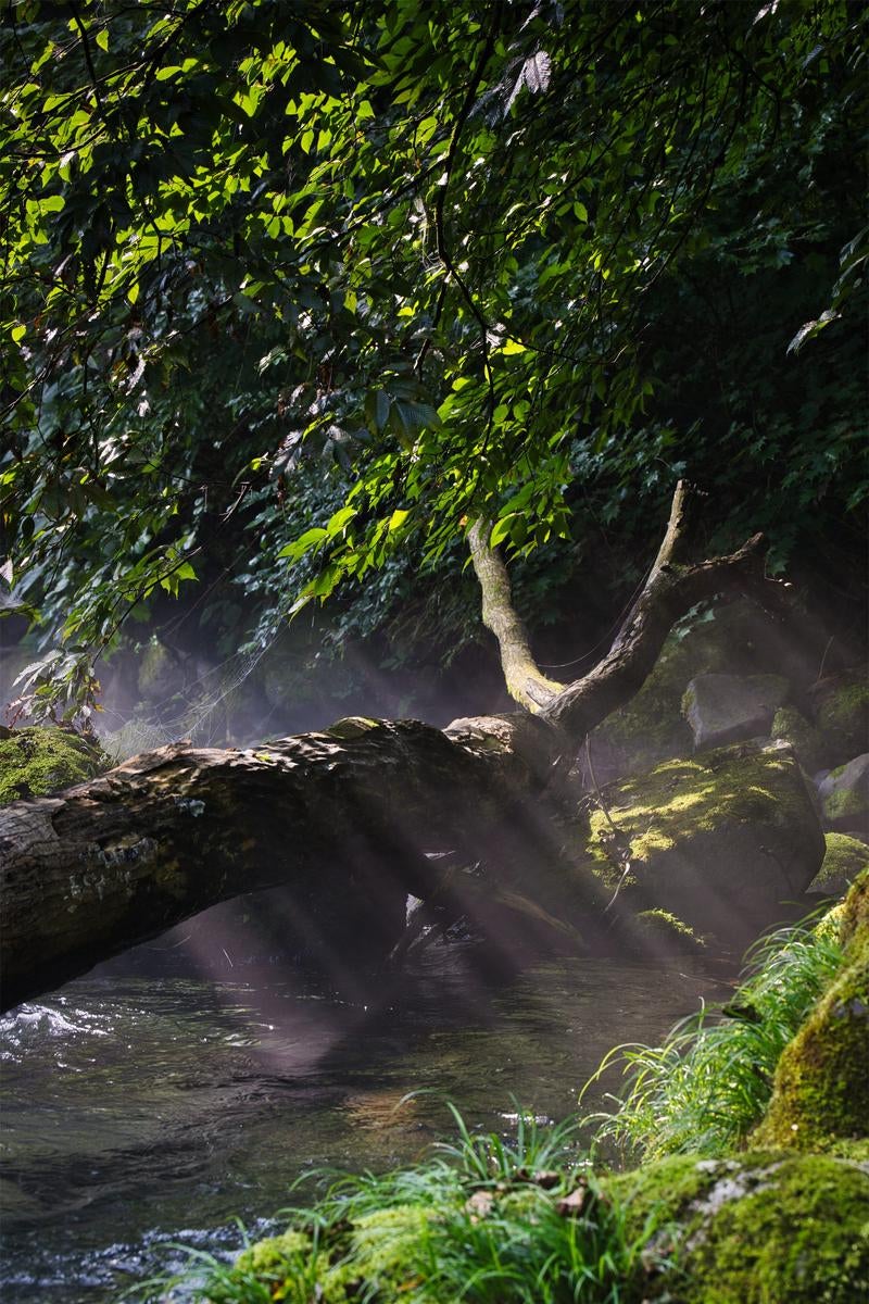 朝露と静寂の森の渓流の写真