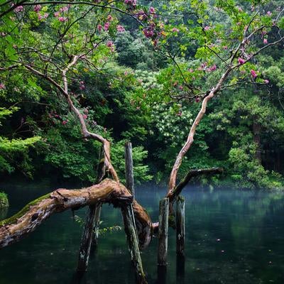 池の畔に咲くピンク色の花と曲がりくねった樹木の写真