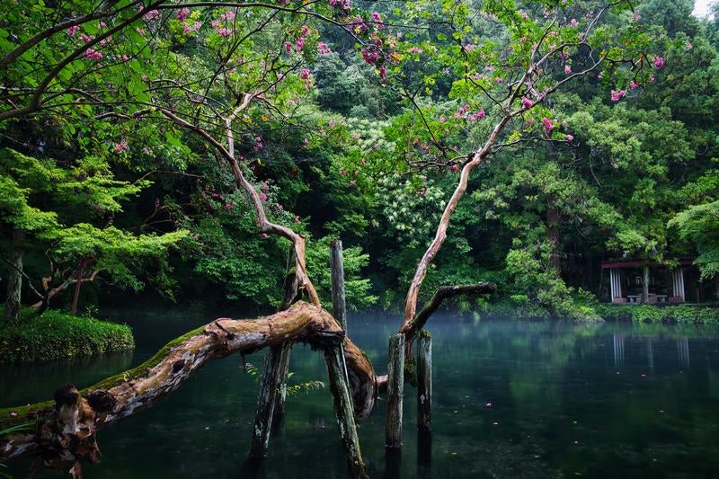 池の畔に咲くピンク色の花と曲がりくねった樹木の写真