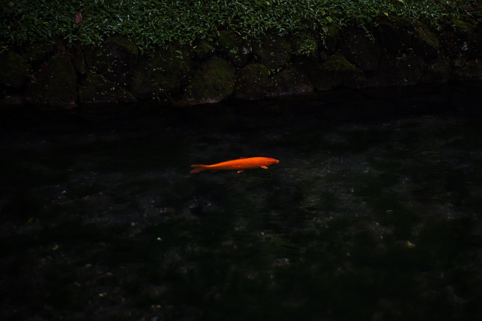「出流原弁天池の鯉」の写真