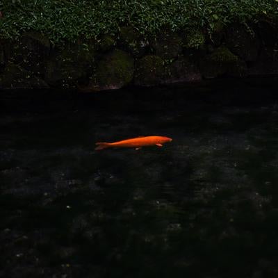 出流原弁天池の鯉の写真