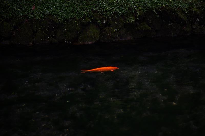 出流原弁天池の鯉の写真