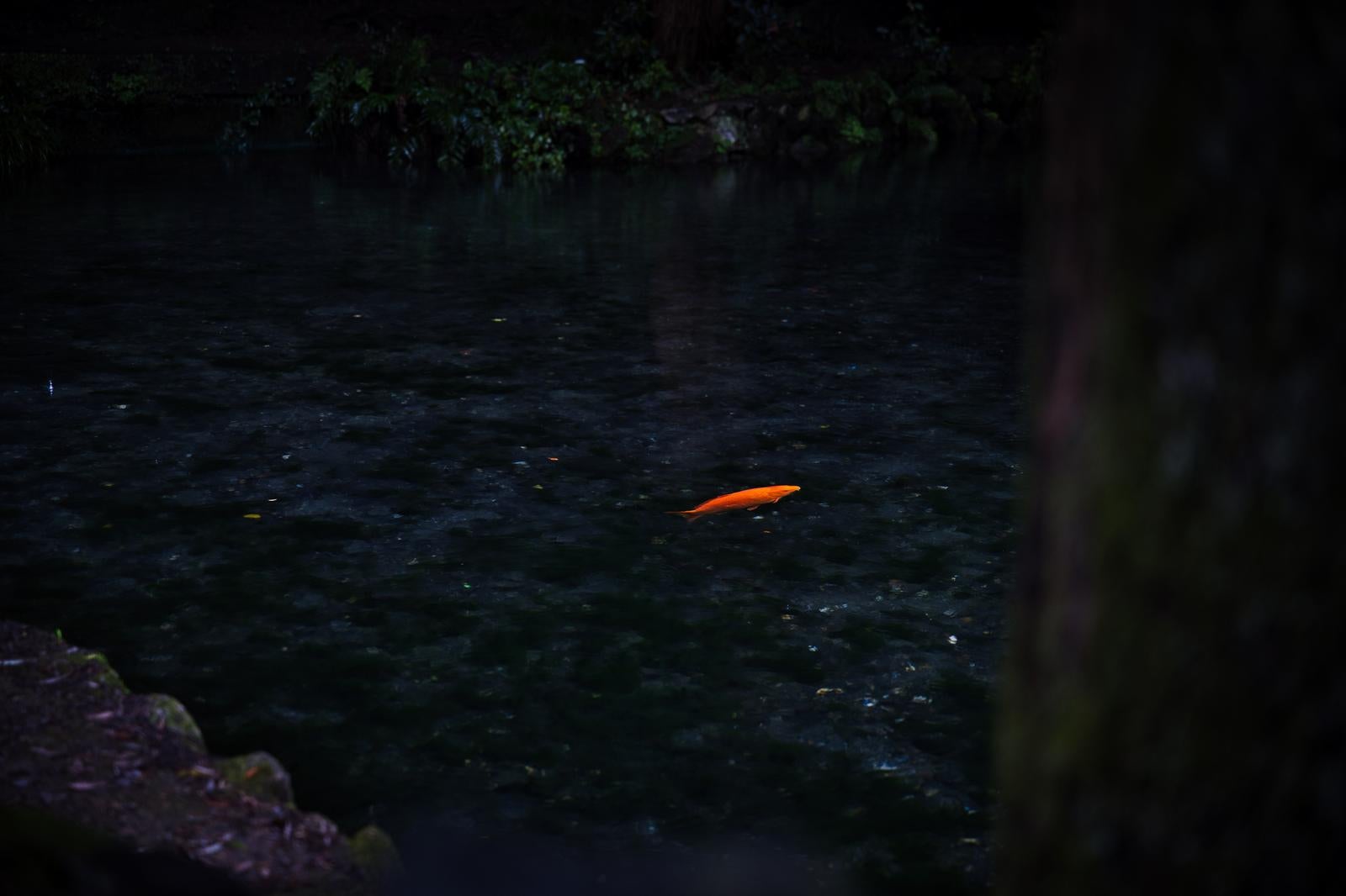 「静寂な出流原弁天池に浮かぶオレンジ鯉」の写真
