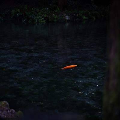 静寂な出流原弁天池に浮かぶオレンジ鯉の写真