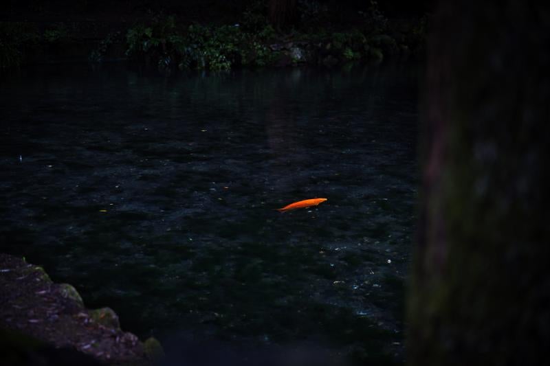 静寂な出流原弁天池に浮かぶオレンジ鯉の写真