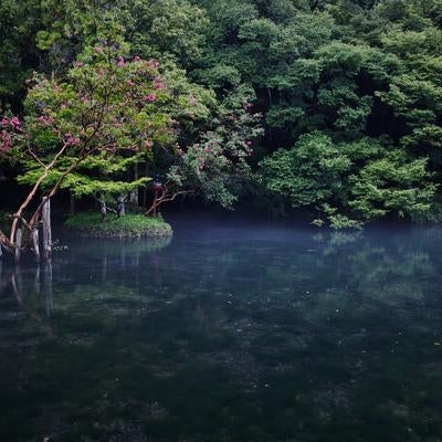 青みがかった静かな池の畔に咲くピンク色の花の写真