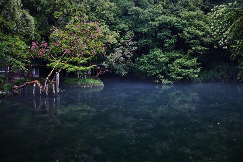 青みがかった静かな池の畔に咲くピンク色の花の写真