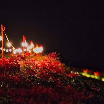 夜を照らす曼珠沙華と灯りの道の写真