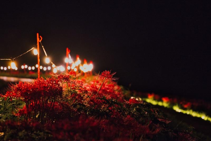 夜を照らす曼珠沙華と灯りの道の写真