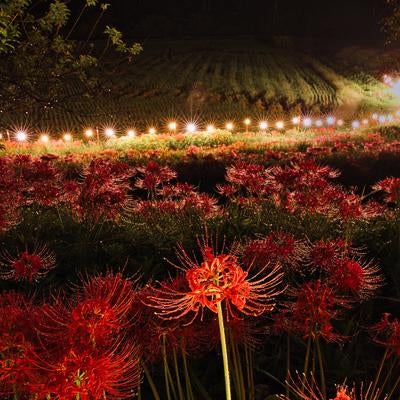 灯りが織りなす彼岸花群生地の素材