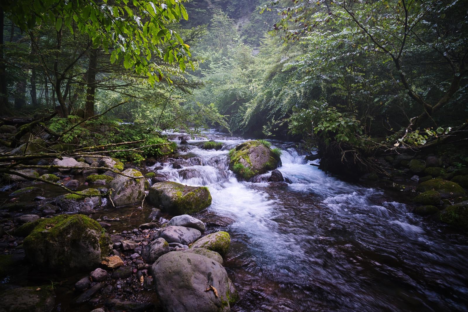 「静けさ漂う緑豊かな小川尚仁沢湧水」の写真