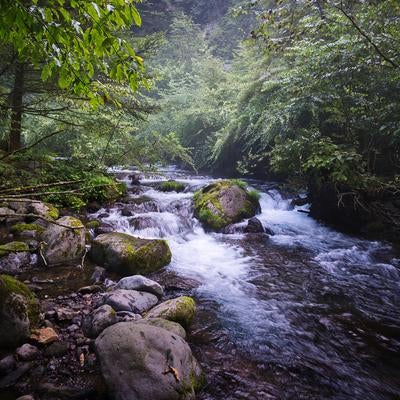 静けさ漂う緑豊かな小川尚仁沢湧水の写真