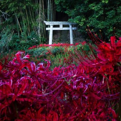 竹林に佇む鳥居と彼岸花の群生の素材