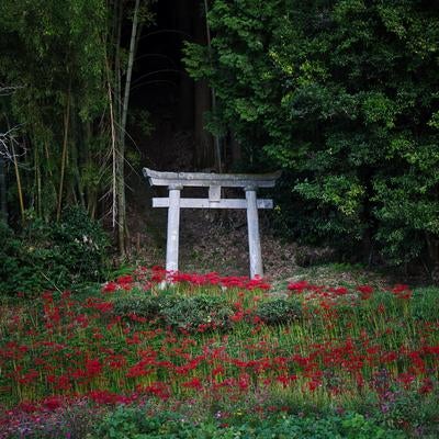 赤く彩る彼岸花と緑深き石鳥居の写真