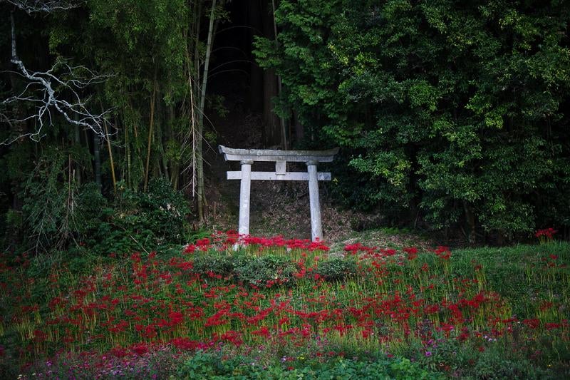 赤く彩る彼岸花と緑深き石鳥居の写真
