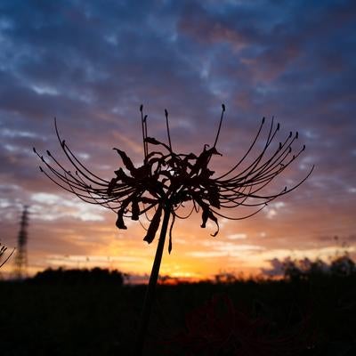 茜色の空に浮かぶ彼岸花の輪郭の写真