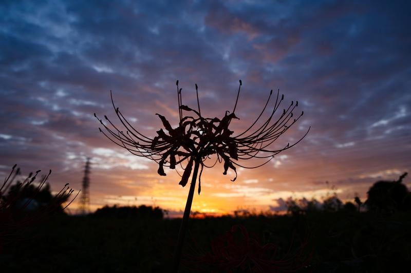 茜色の空に浮かぶ彼岸花の輪郭の写真