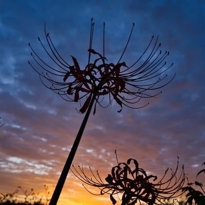 朝日に照らされ凛と立つ彼岸花の姿の写真