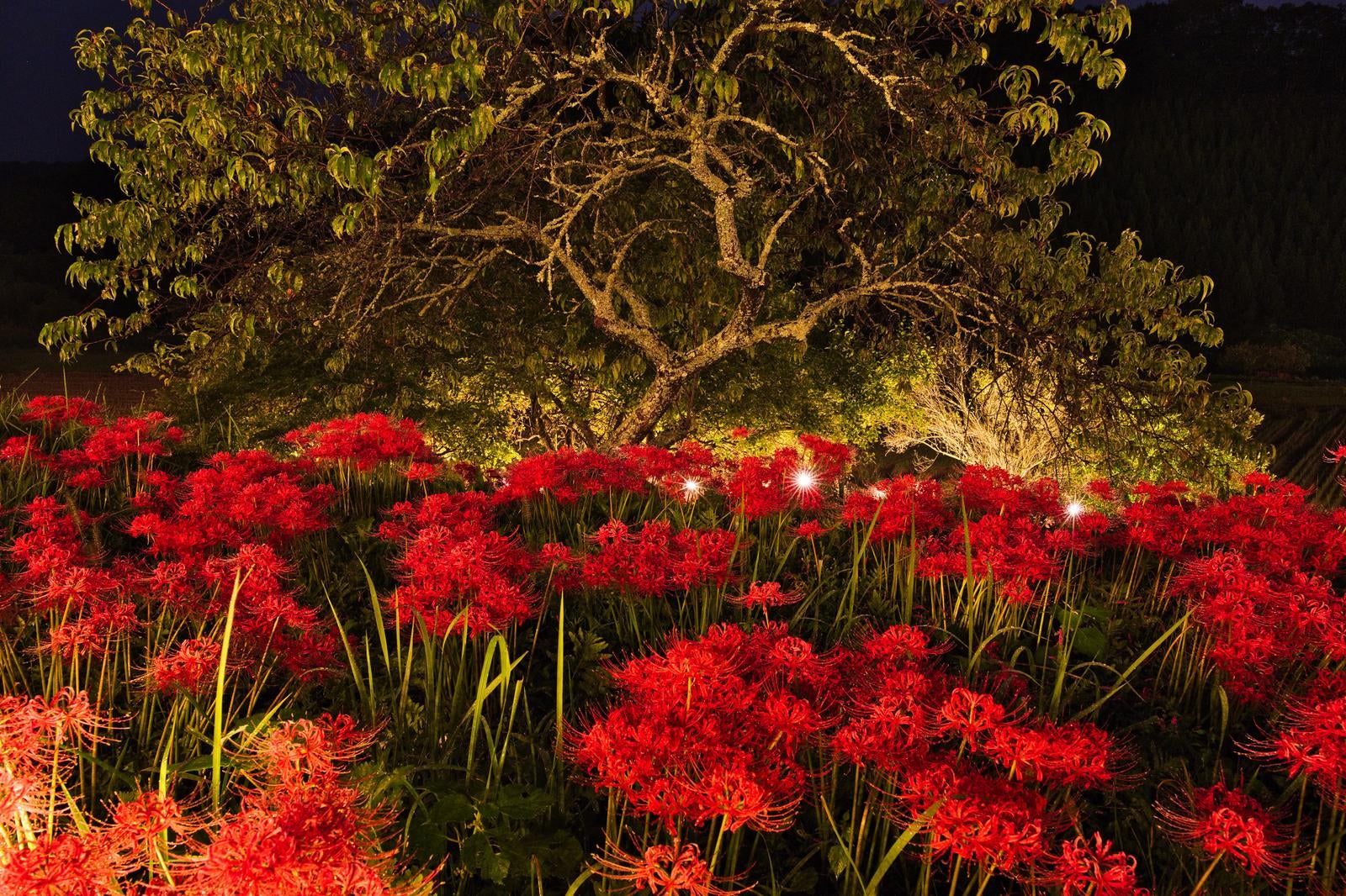 「夜を彩る曼珠沙華と古木の調和」の写真