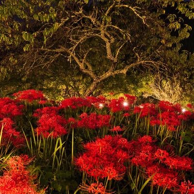 夜を彩る曼珠沙華と古木の調和の素材