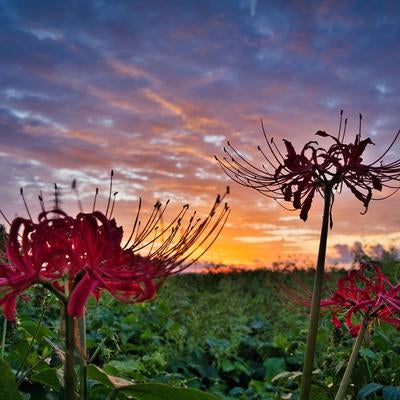 朝焼けに映える曼珠沙華のシルエットの写真