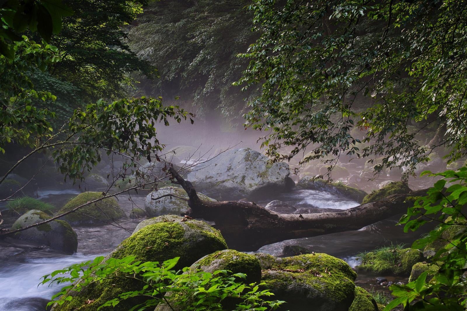 「朝靄漂う苔むした渓流の森」の写真