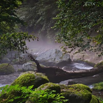 朝靄漂う苔むした渓流の森の写真