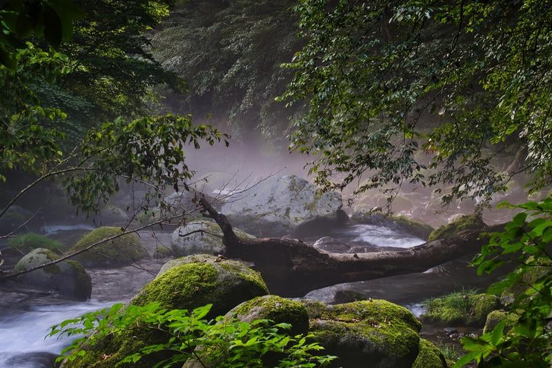 朝靄漂う苔むした渓流の森の写真