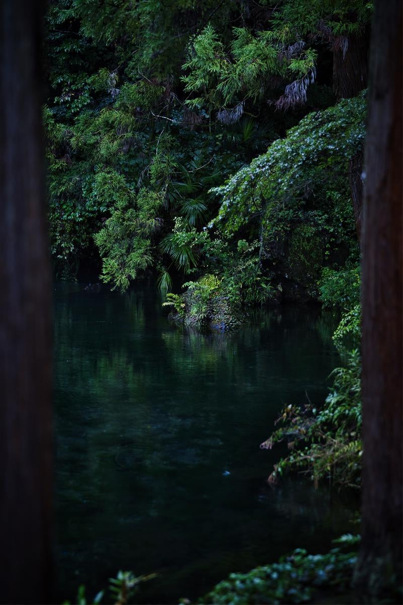 深緑の奥にたたずむ静かな池の写真