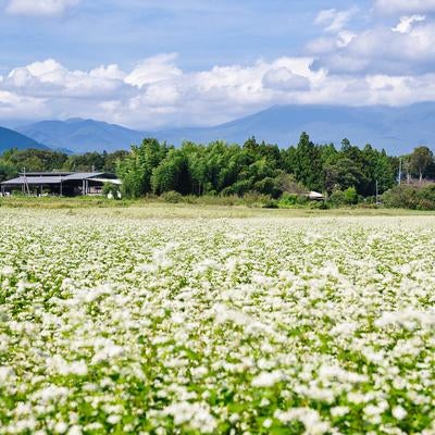 青空と山々に囲まれた一面のそば畑の写真