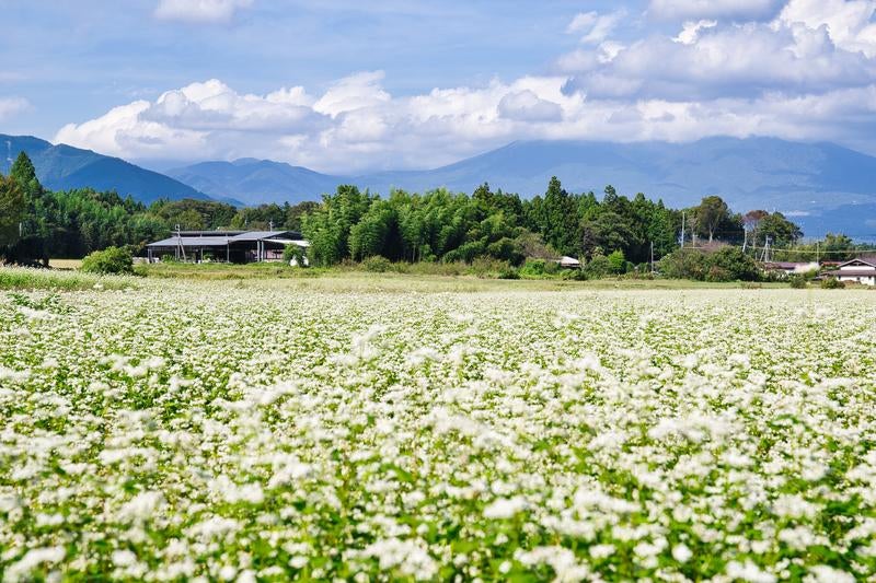 青空と山々に囲まれた一面のそば畑の写真