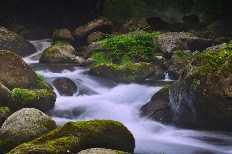 勢いよく流れる清流と苔むした岩々の写真