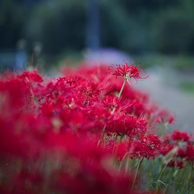 野原に咲く曼珠沙華の群生の素材