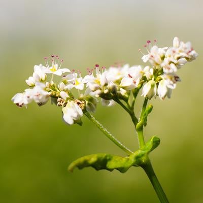 白い花を咲かせた蕎麦の花の写真