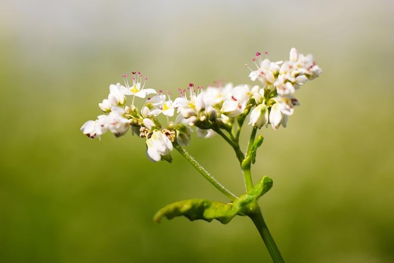 白い花を咲かせた蕎麦の花の写真