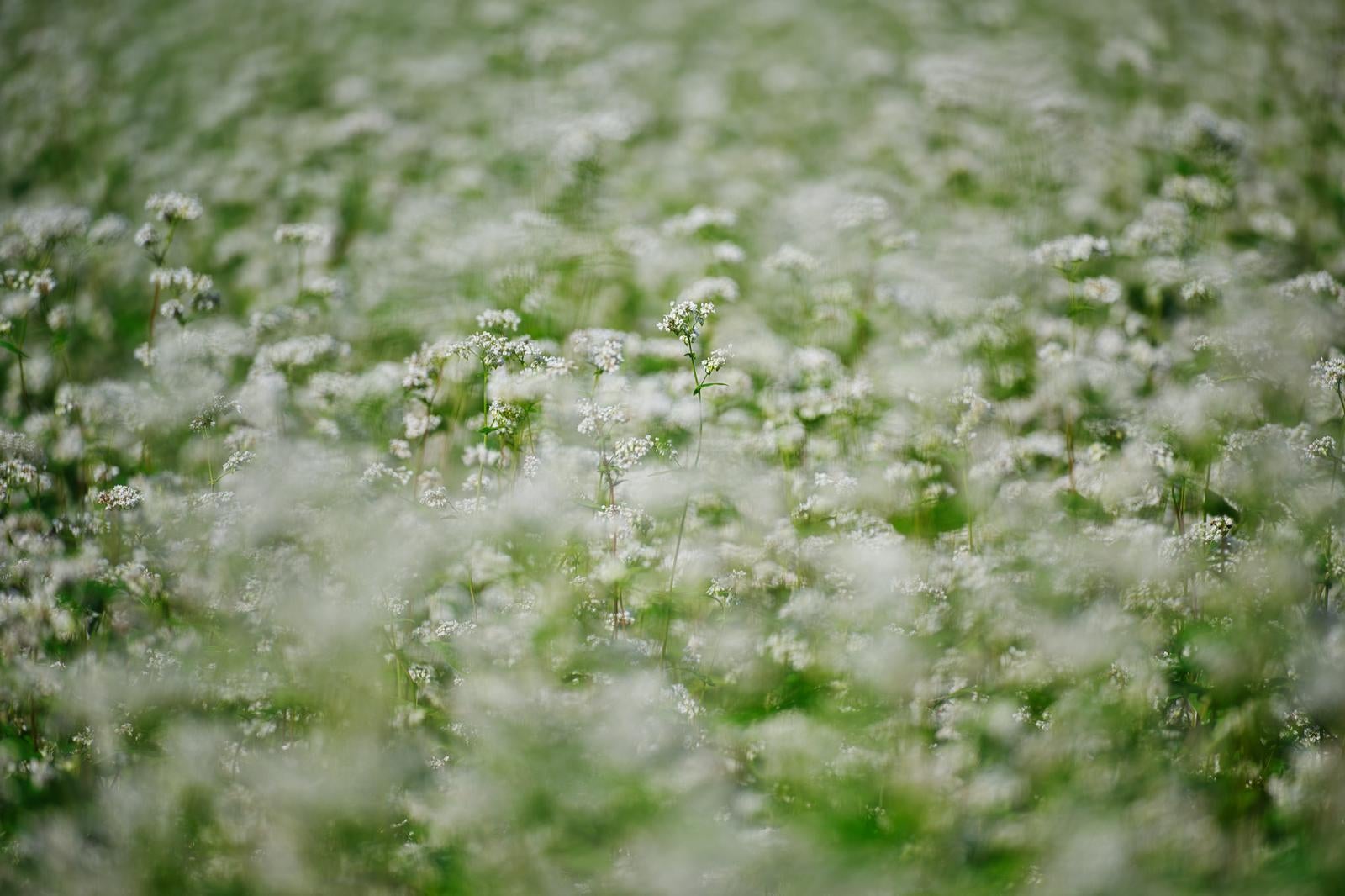 「一面を覆うぼんやりと滲むような白いそばの花」の写真