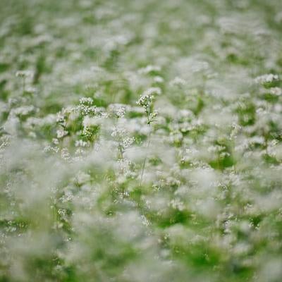 一面を覆うぼんやりと滲むような白いそばの花の写真