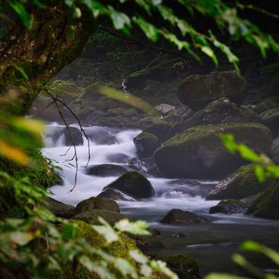 木々の枝越しに望む苔むした岩と清流の写真