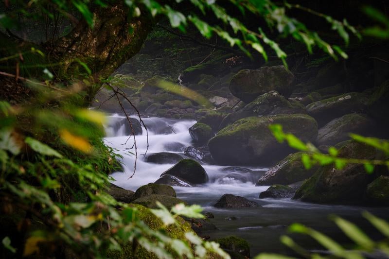 木々の枝越しに望む苔むした岩と清流の写真