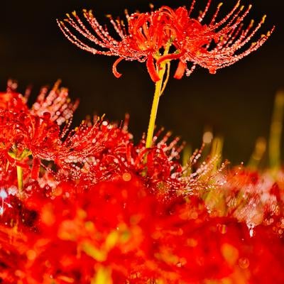 雨に濡れた彼岸花の素材