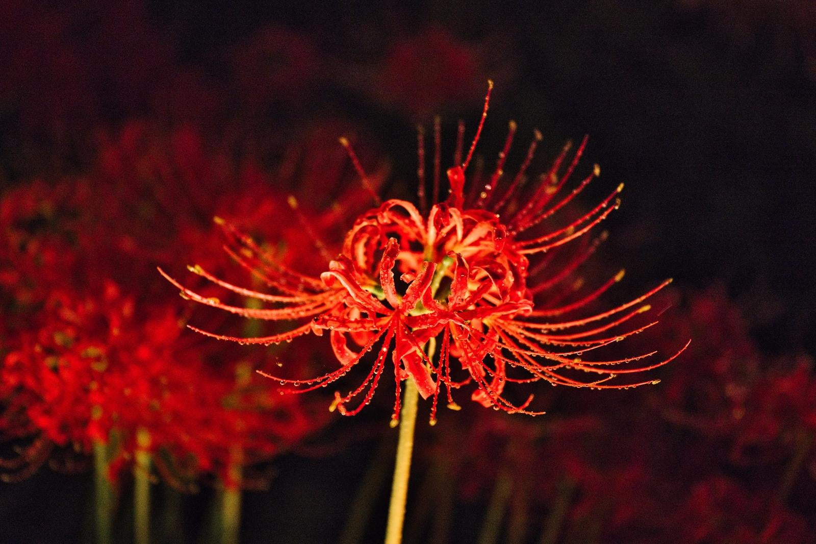 「夜の静けさにライトアップされた曼珠沙華」の写真