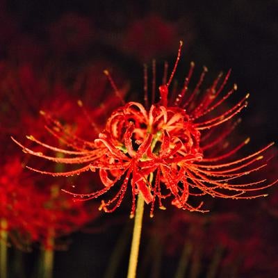 夜の静けさにライトアップされた曼珠沙華の素材