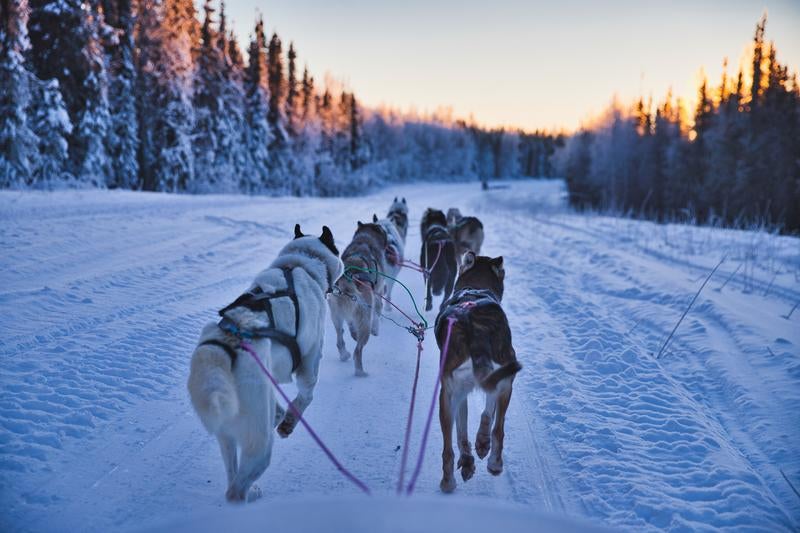 夕暮れの雪道を進むハスキー犬ぞりの写真