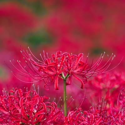 幻想的な赤の絨毯、蓑沢の彼岸花群生地の写真