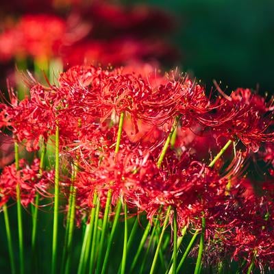 夕日に照らされた彼岸花の写真