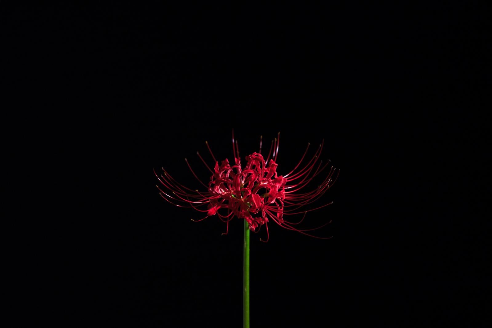 「闇夜に咲く一輪の彼岸花」の写真