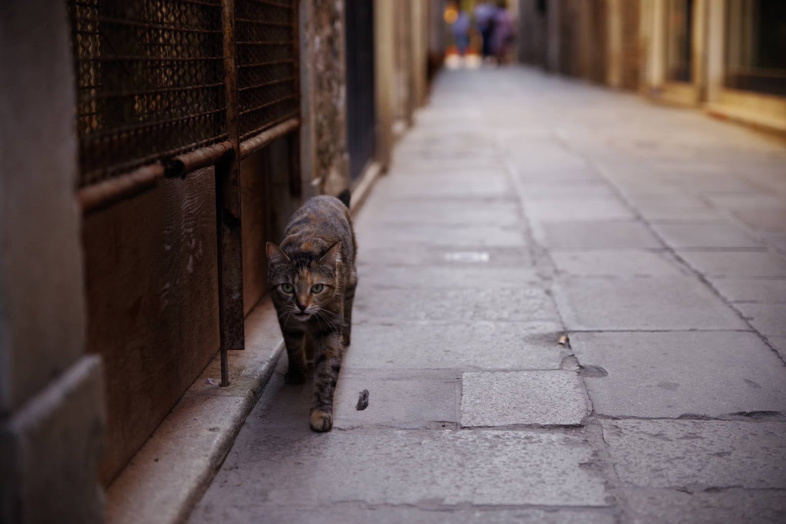 「ムラーノ島の路地を歩く猫（イタリア）」の写真